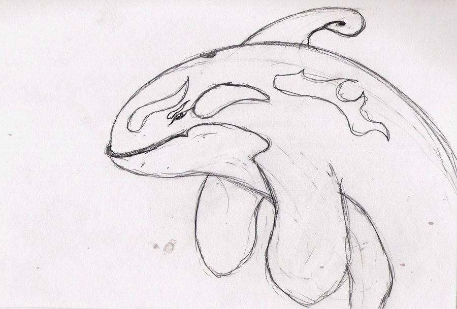 900x609 Killer Whale