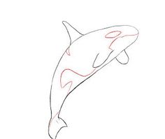 236x199 How To Draw A Killer Whale