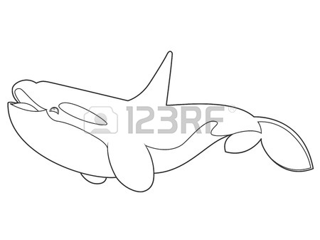 450x337 Illustration Of A Killer Whale On White Background With Black