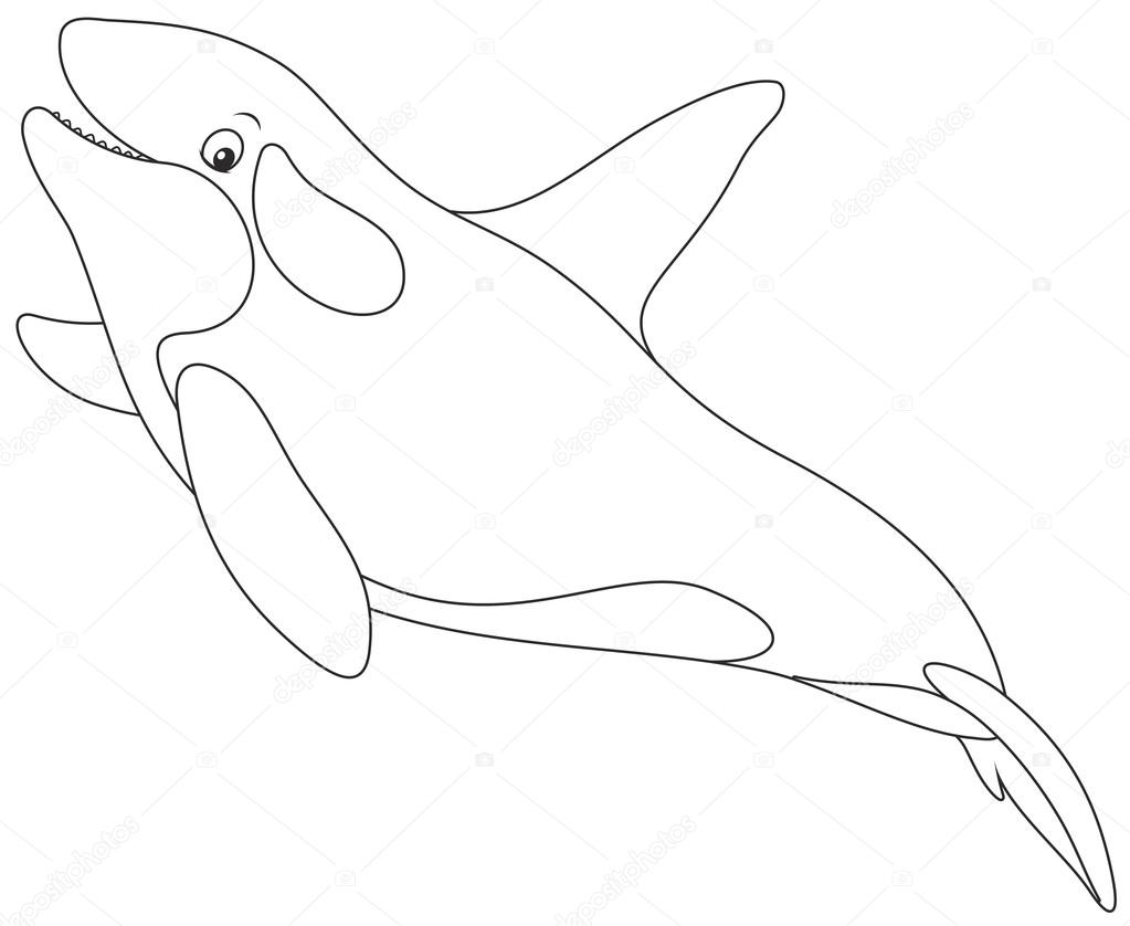 1023x838 Killer Whale Swimming Stock Vector Alexbannykh