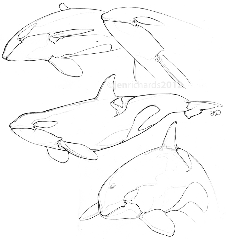 741x784 Orca Drawing Category Archives Sketches Embroidery