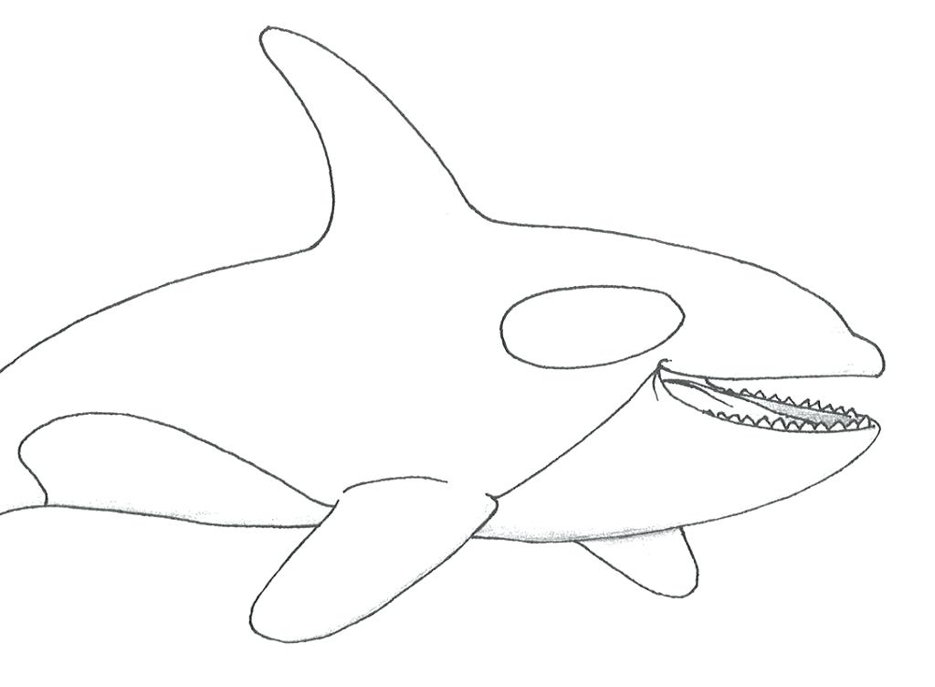 1024x752 Sharks Dolphins And Whales Coloring Pages Best Mandala Images