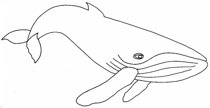 813x417 Humpback Whale Drawing For Kids