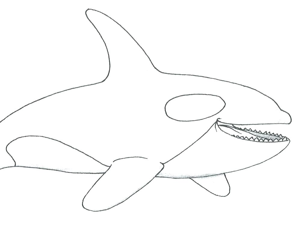 1024x752 Killer Whale Coloring Pages Astonishing Humpback Whale Coloring