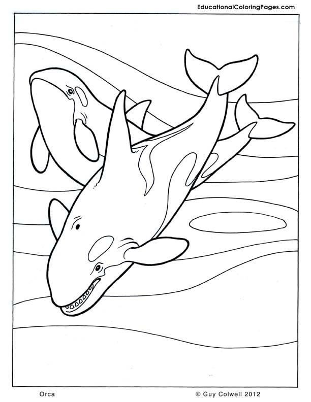 612x792 Orca Coloring Animal Coloring Pages For Kids Fish