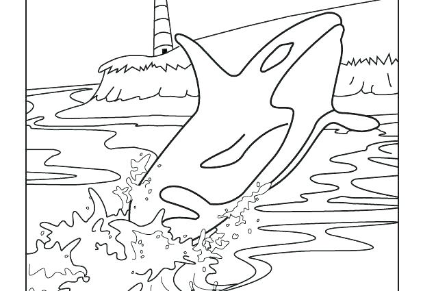 Killer Whale Drawing For Kids at GetDrawings | Free download