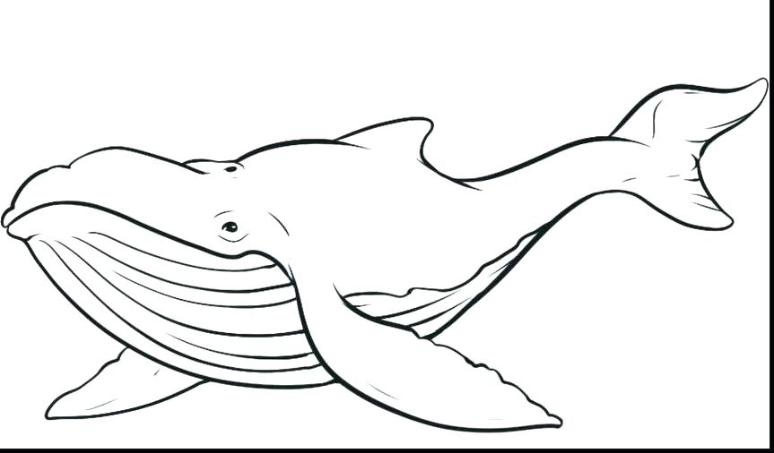 Killer Whale Drawing For Kids at GetDrawings | Free download