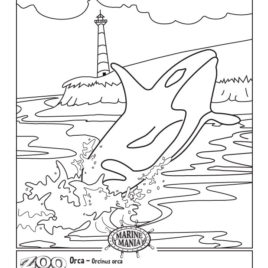 268x268 Coloring Page Killer Whale Kids Drawing And Coloring Pages
