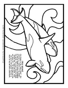 228x295 Orca Whale Information And Coloring Page Worksheet For 3rd