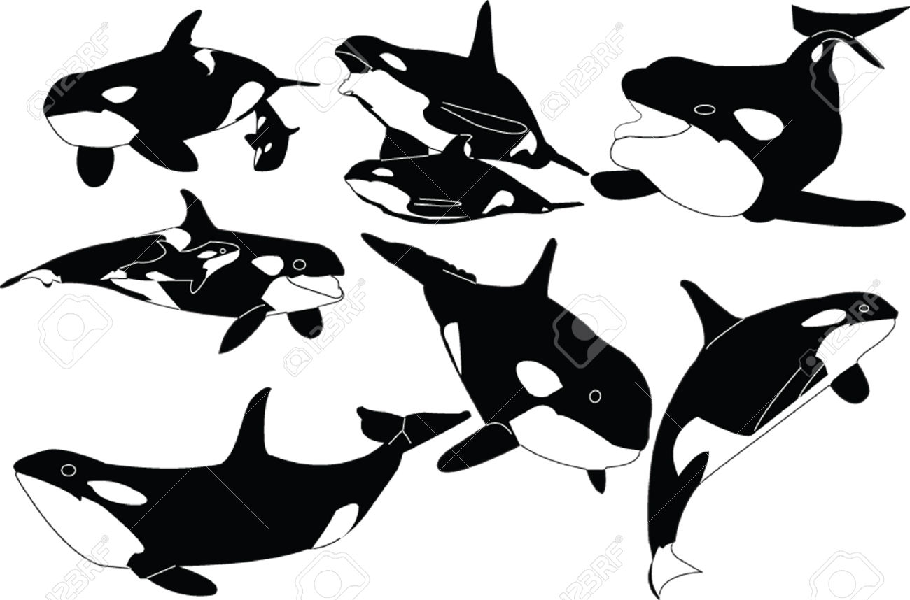 1300x858 Killer Whale Clipart Draw