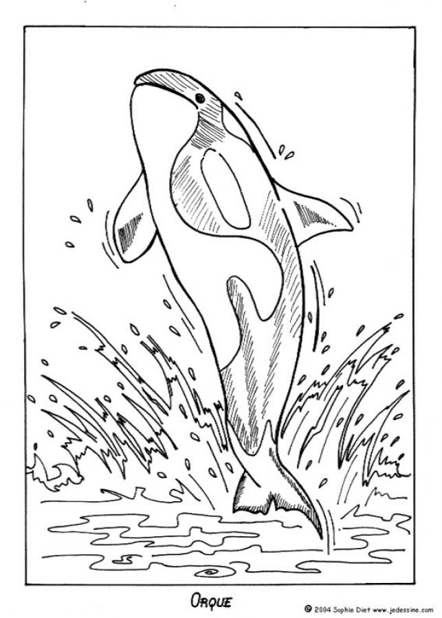 643x900 Whale Coloring Pages For Kids