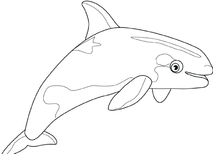 900x653 Clip Art Whale Killer Coloring Page