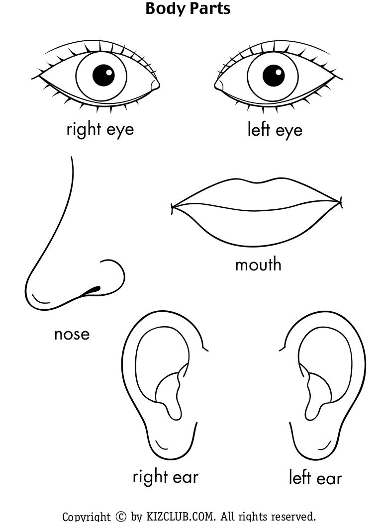 768x1050 Gallery Body Parts Drawing For Kids,
