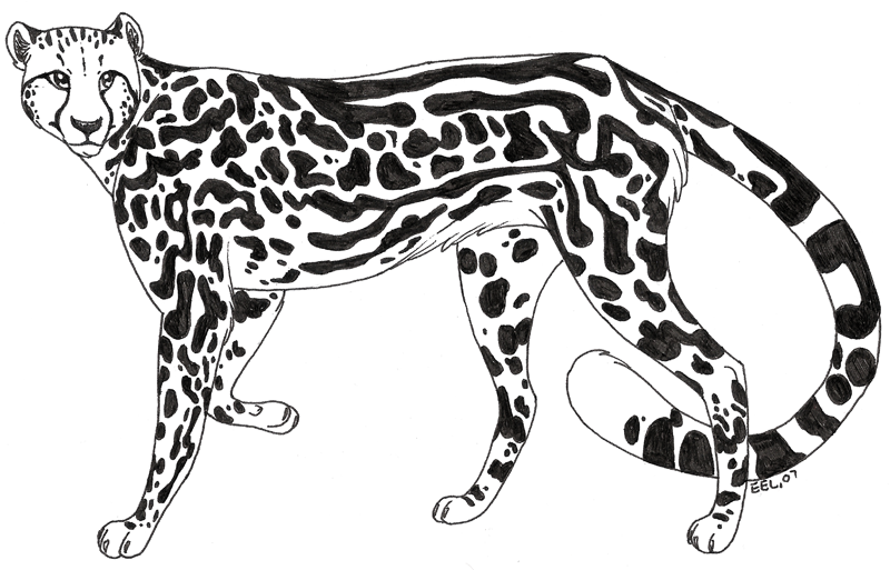 800x513 Inked Sketch