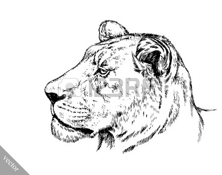 450x355 King Cheetah Stock Photos. Royalty Free Business Images