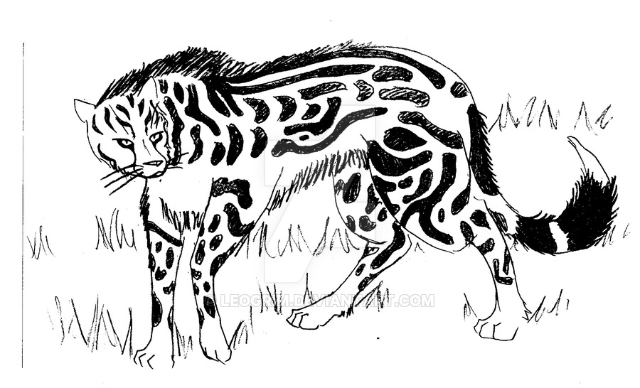 900x546 The King Cheetah By Leogrim