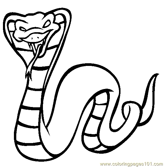 554x565 King Cobra Coloring Page