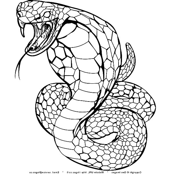King Cobra Drawing at GetDrawings.com | Free for personal use King
