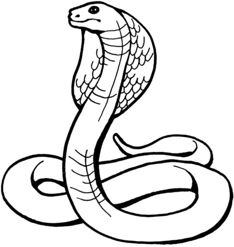 455x480 King Cobra Coloring Page Free Printable Coloring Pages