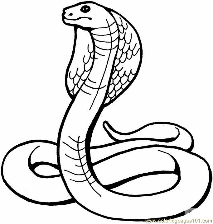 683x720 King Cobra Coloring Page