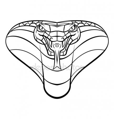434x450 King Cobra Stock Vectors, Royalty Free King Cobra Illustrations