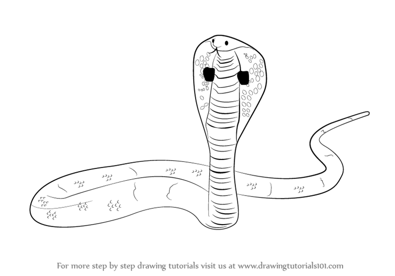 800x559 Learn How To Draw A King Cobra (Reptiles) Step By Step Drawing
