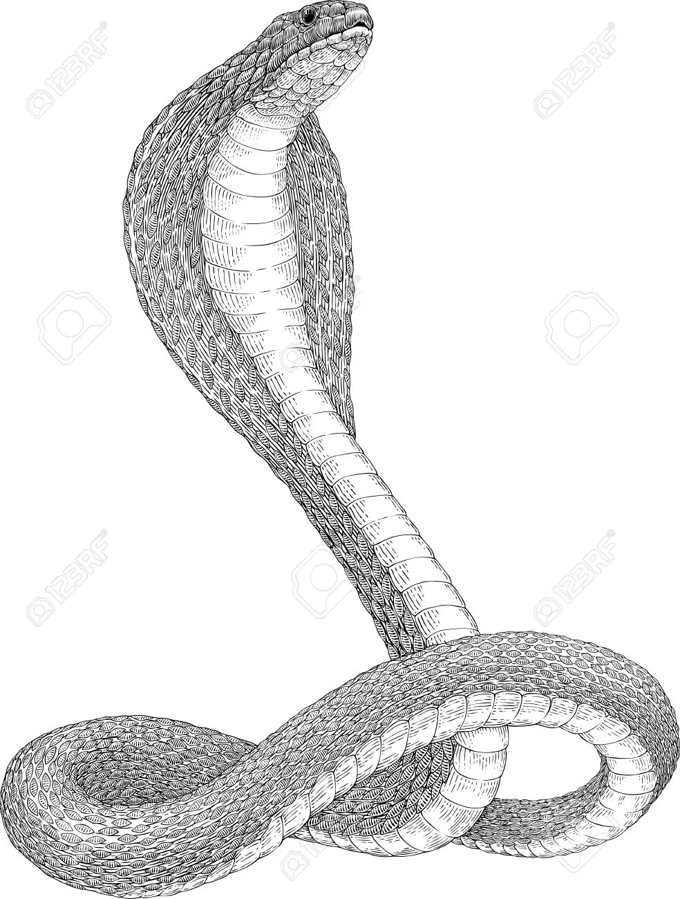 984x1300 Black And White Vector Illustration Of King Cobra Snake Royalty
