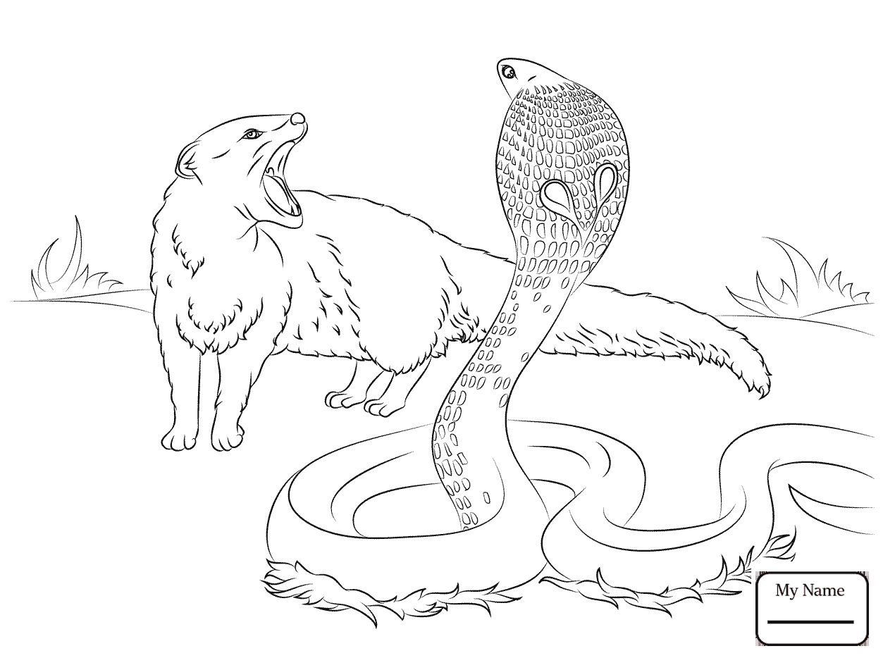 1253x934 Coloring Pages Realistic King Cobra Reptiles