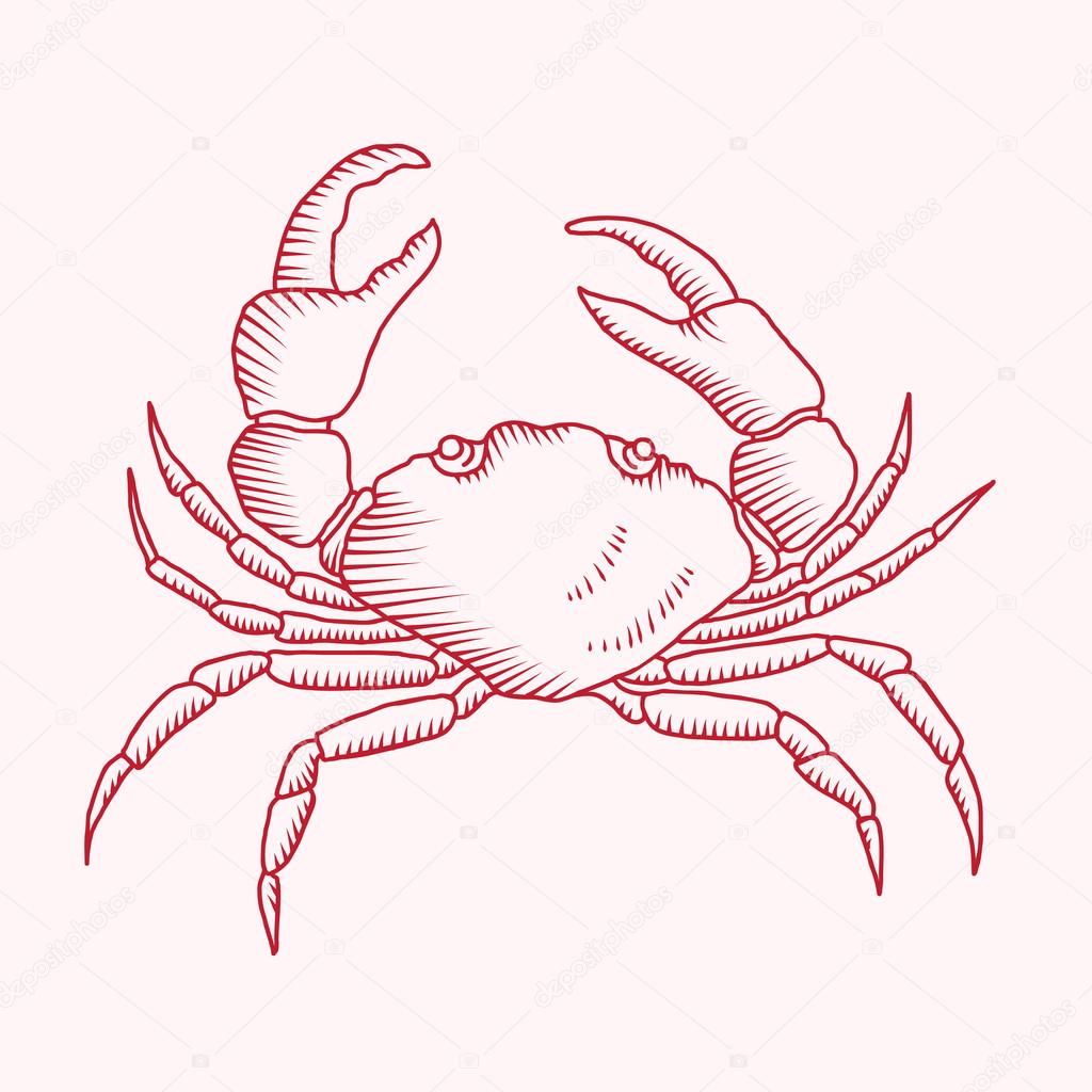 1024x1024 Detailed Vector Drawing Of A Sea Crab Stock Vector Vextok