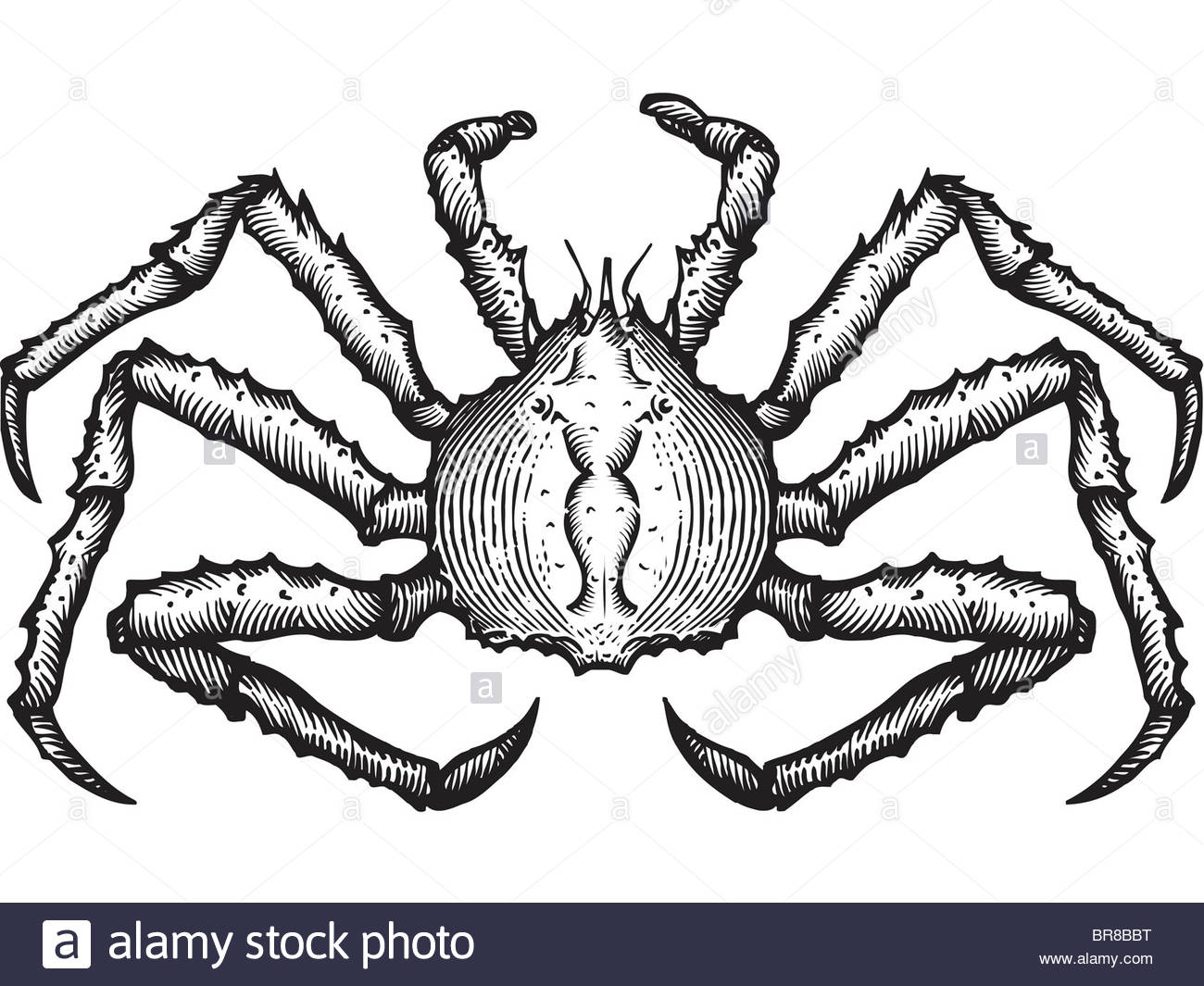 1300x1065 A Black And White Drawing Of A King Crab Stock Photo, Royalty Free