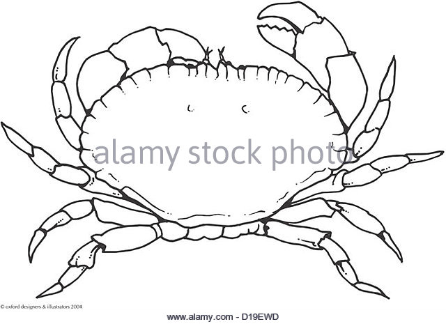 640x465 King Crab Black And White Stock Photos Amp Images