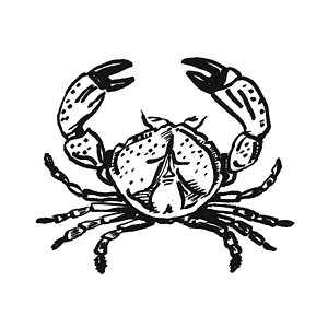 300x300 Shellfish Drawings Fine Art America