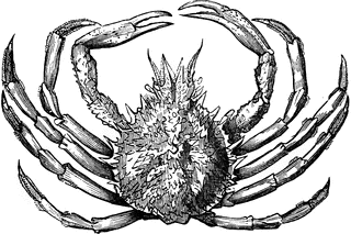 320x213 Spinous Spider Crab Clipart Etc