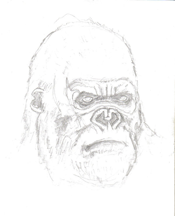 600x740 King Kong Head Portrait By Mmawolf