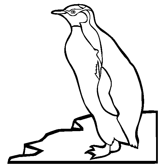 554x565 King Penguin Coloring