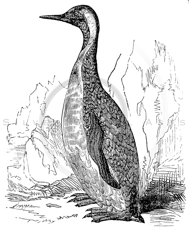 789x960 Royalty Free Stock Vintage Illustrations Photo Keywords Penguins