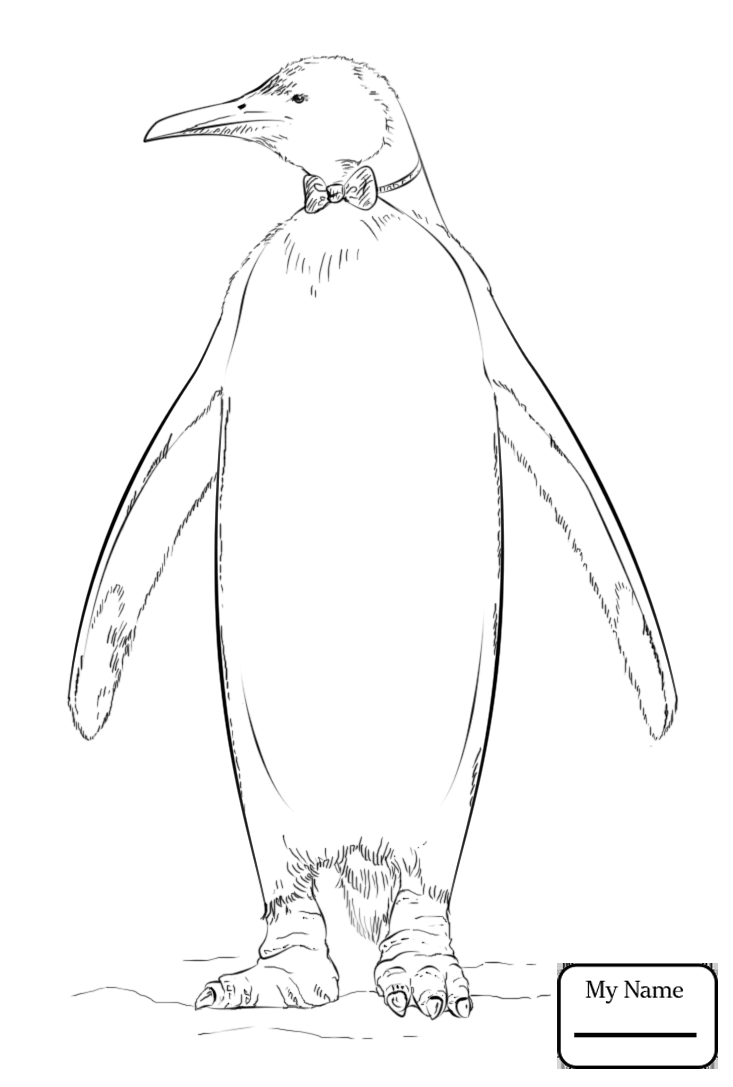 733x1087 Penguins