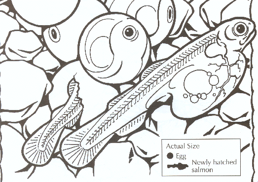 523x369 Kids' Species Information, Chinook Salmon Native Salmon