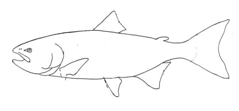 480x224 Salmon 4 Coloring Page Free Printable Coloring Pages