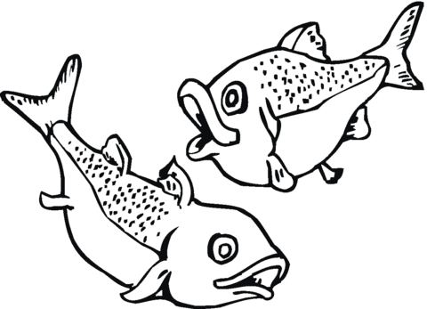480x347 Salmon 7 Coloring Page Free Printable Coloring Pages