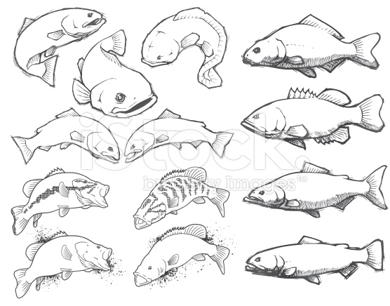 556x436 Vector Series Of Various Fish Done In A Sketchy Pencil Style