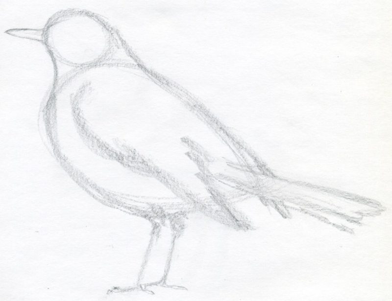 800x615 How To Draw A Bird Step By Step Easy With Pictures