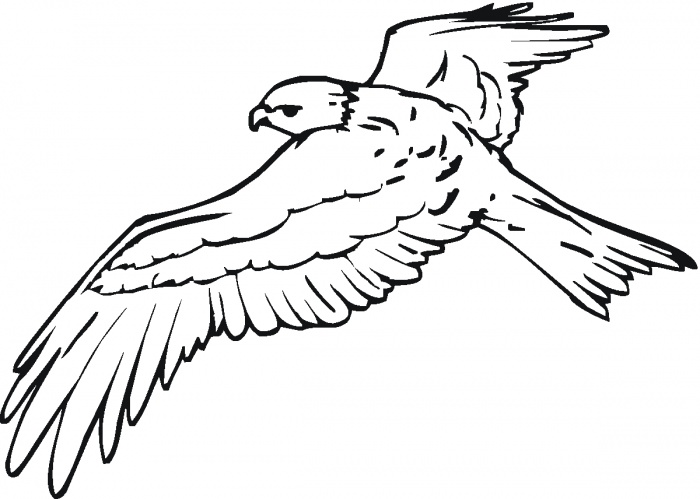 700x499 Kite Bird Clipart