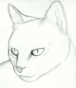 259x302 How To Draw A Cat Head, Draw A Realistic Cat, Step By Step, Pets