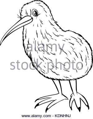 300x384 Doodle Animal For Kiwi Bird Illustration Stock Vector Art