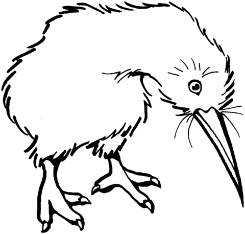 480x458 Kiwi Bird Coloring Page Free Printable Coloring Pages