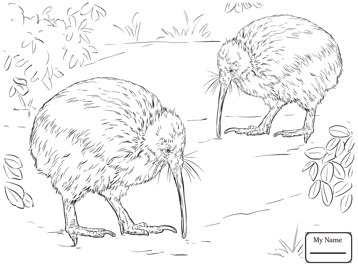 1224x918 Kiwi Zentangle Style Coloring Book Adult Stock Vector 704409499