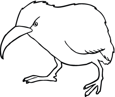 480x404 Kiwi Coloring Page Free Printable Coloring Pages