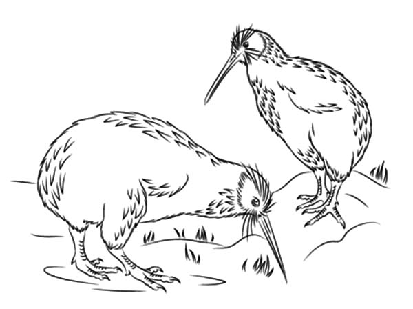 600x448 Little Spotted Kiwi Bird Coloring Pages