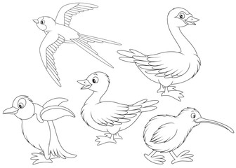 336x240 Search Photos Kiwi Bird